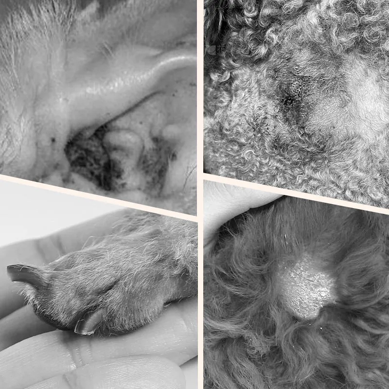 Gentle Pet Ear Cleaning Liquid Swabs